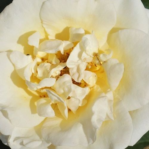 Rosa Baroniet Rosendal™ - trandafir cu parfum intens - Trandafir copac cu trunchi înalt - cu flori simpli - alb - Mogens Nyegaard Olesen - coroană tufiș - ,-